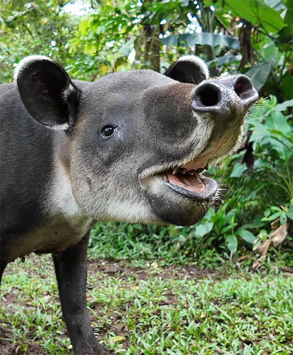 Baird's Tapir at Tapir Valley Nature Reserve in Bijagua, Costa Rica