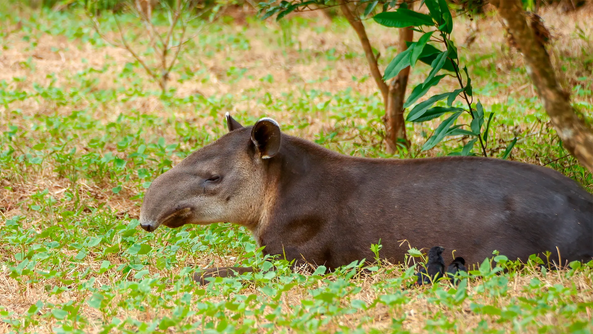 Tapir Valley Nature Reserve - Costa Rica