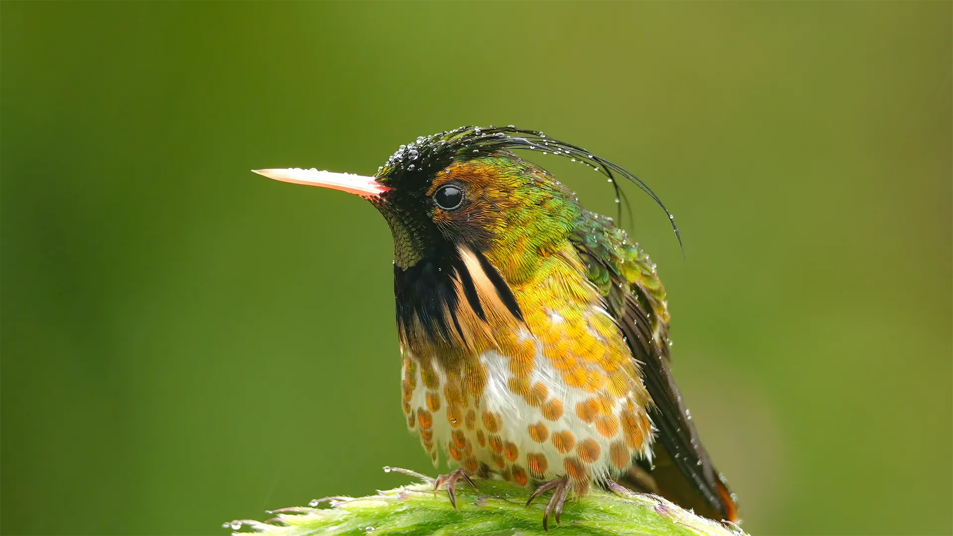 Black-crested Coquette at Tapir Valley Nature Reserve