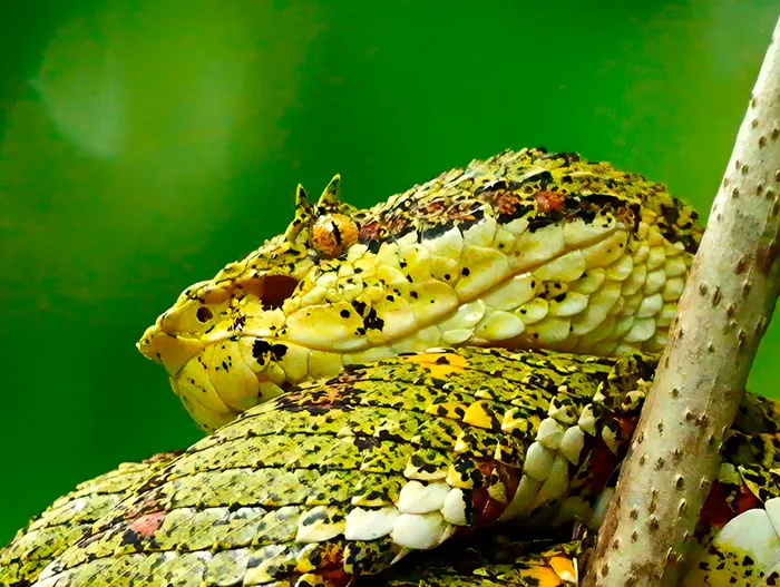 Eyelash Viper Snake Costa Rica