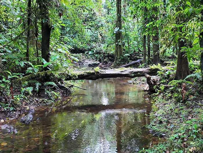 Costa Rican forested wetland