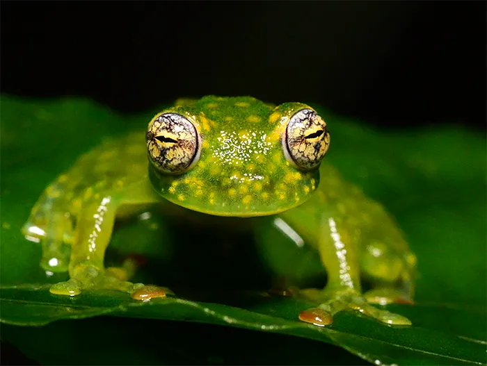 Glass Frog Costa Rica