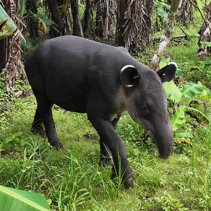 Julian, Baird's Tapir