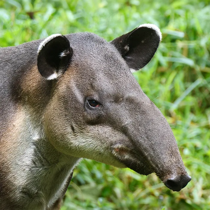 Mamita, Baird's Tapir