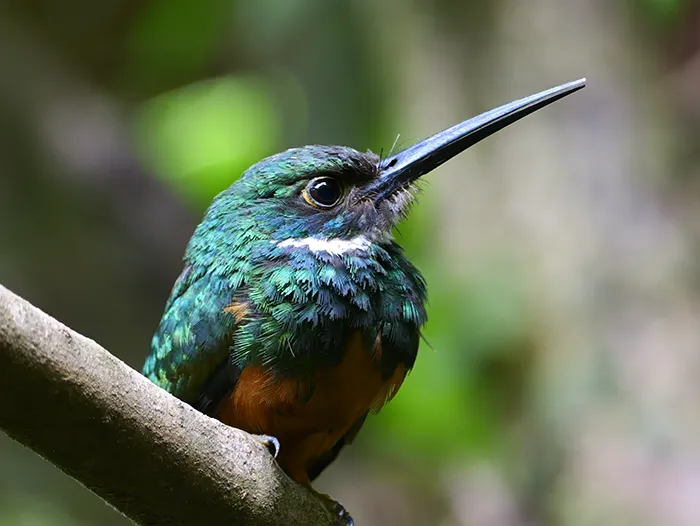 Rufous-tailed Jacamar