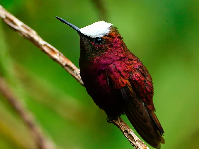 Snowcap Tapir Valley