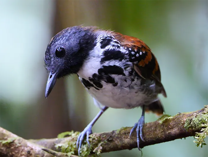 Spotted Antbird at Tapir Valley