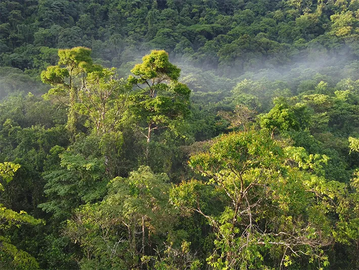 The rainforest at Tapir Valley