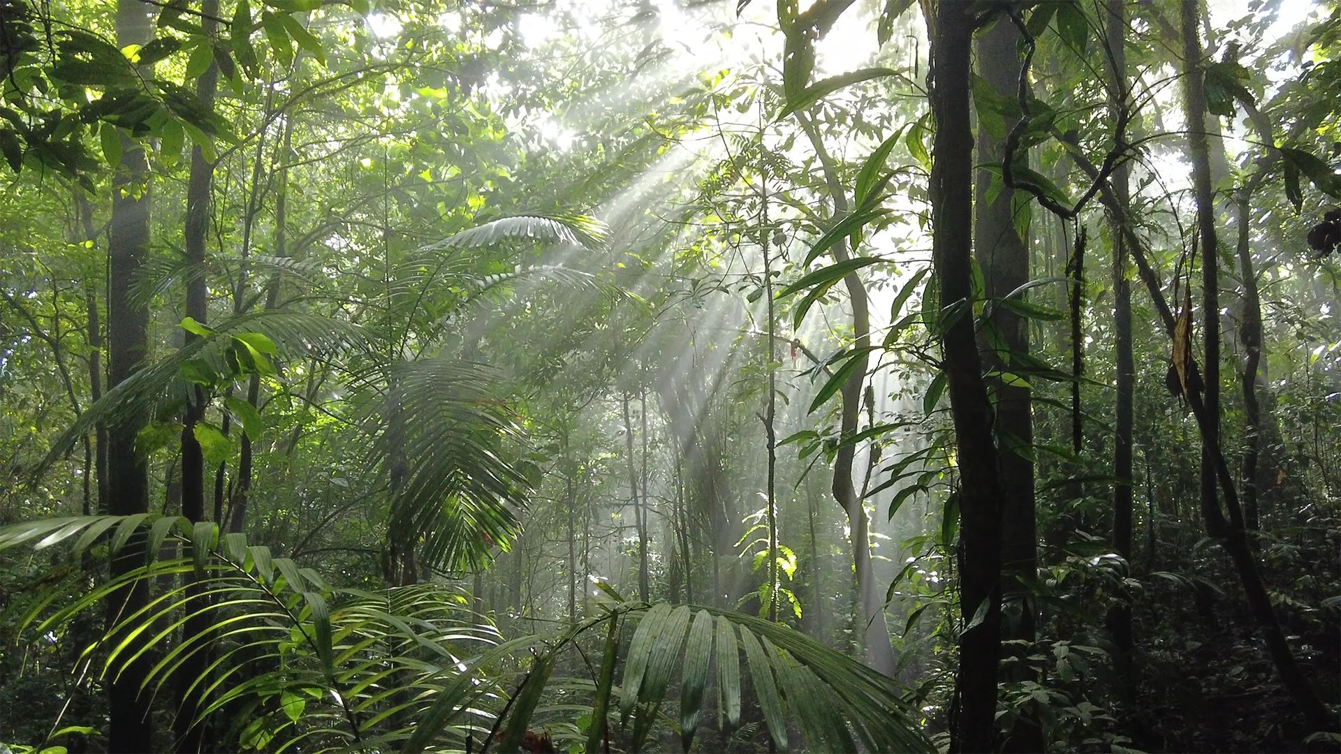 Tapir Valley Nature Reserve