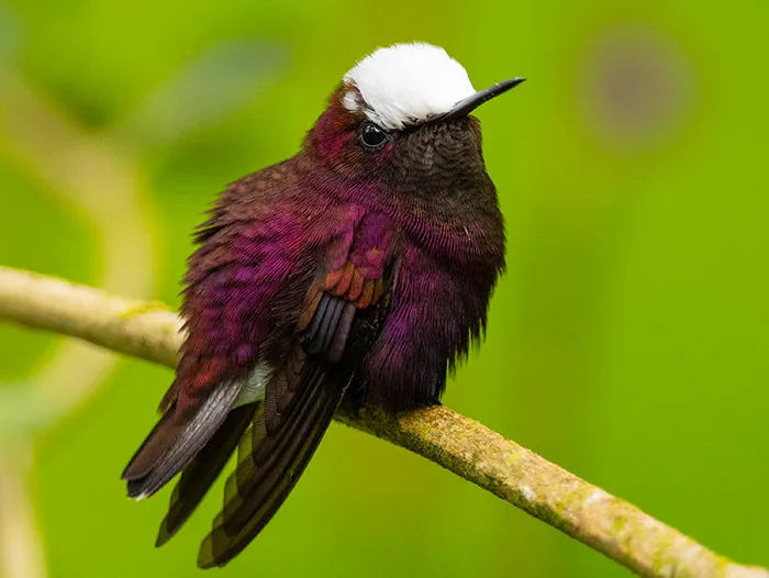 Snowcap Hummingbird at Tapir Valley