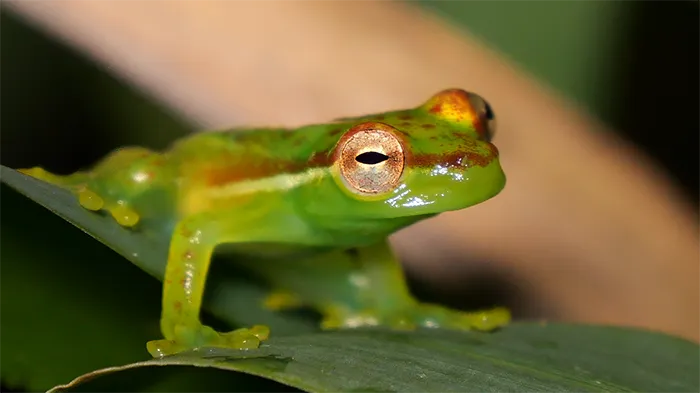 Tapir Valley Tree Frog