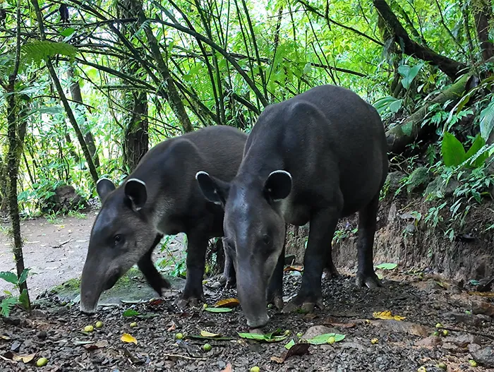 Tapirs in Costa Rica