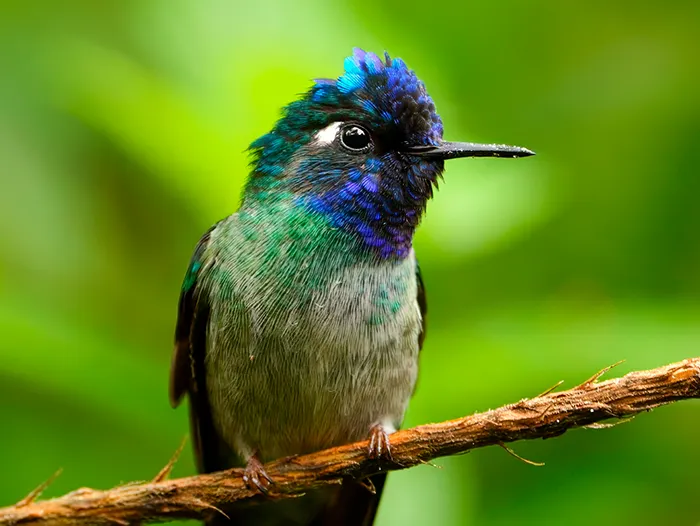 Violet-headed Hummingbird