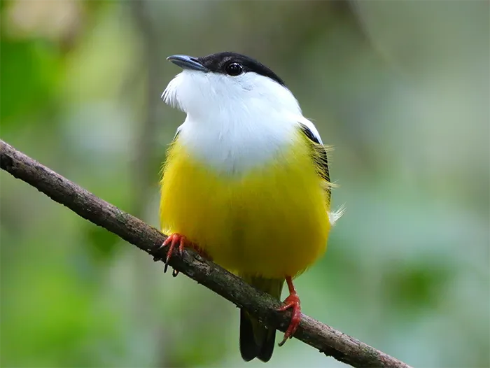 White-collared Manakin at Tapir Valley