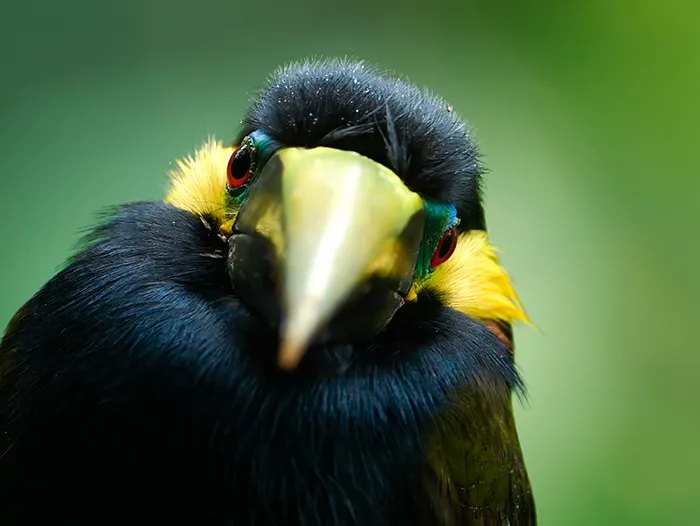 Yellow-eared Toucanet at Tapir Valley